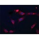 ANTI-CORONIN-1C (C-TERMINAL), ANTIBODY & ~1.5 mg/mL, affinity isolated antibody,