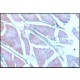 RABBIT ANTI-ACTIN (AA20-33), IGG & IgG fraction of antiserum, buffered aqueous solution,