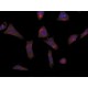 ANTI-ALS2  (N-TERMINAL REGION), PRODUC& ~1.5 mg/mL, affinity isolated antibody,