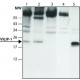 ANTI-VILIP1 (C-TERMINAL), PRODUCED IN& ~1.5 mg/mL, affinity isolated antibody,