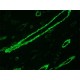 Monoclonal Anti-Actin, alpha-Smooth Muscle antibody produced in mouse, clone 1A4, purified immunoglobulin,