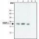 ANTI-VILIP1 (N-TERMINAL), PRODUCED IN& ~1.5 mg/mL, affinity isolated antibody,