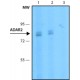 Monoclonal Anti-ADAR2 antibody produced in mouse, ~1 mg/mL, clone ADAR2-8, purified immunoglobulin,