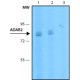 MONOCLONAL ANTI-ADAR2, ANTIBODY PRODUCE& ~1 mg/mL, clone ADAR2-8, purified immunoglobulin,