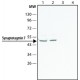ANTI-SYNAPTOTAGMIN 7, ANTIBODY PRODUCED& ~1.0 mg/mL, affinity isolated antibody,