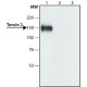 ANTI-TENSIN2, ANTIBODY PRODUCED IN RABB& ~0.5 mg/mL, affinity isolated antibody,