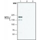 ANTI-WTX (C-TERMINAL), ANTIBODY PRODUCE& ~1.5 mg/mL, affinity isolated antibody,