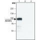 ANTI-ALS2CL, ANTIBODY PRODUCED IN RABBI& ~1.0 mg/mL, affinity isolated antibody,
