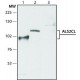 ANTI-ALS2CL (N-TERMINAL REGION), ANTI& ~1.5 mg/mL, affinity isolated antibody,