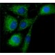 ANTI-RAB18, ANTIBODY PRODUCED IN RABBIT& ~1.0 mg/mL, affinity isolated antibody,