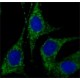ANTI-RAB18 (C-TERMINAL), ANTIBODY PROD& ~1.0 mg/mL, affinity isolated antibody,
