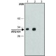 ANTI-ATG101, ANTIBODY PRODUCED IN RABB& ~1.0 mg/mL, affinity isolated antibody,