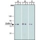 Monoclonal Anti-Cullin 3 antibody produced in mouse, ~1.0 mg/mL, clone CUL3-9, purified immunoglobulin,