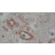 Monoclonal Anti-beta-Actin antibody produced in mouse, clone AC-74, ascites fluid,