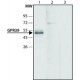 ANTI-GPR39 (C-TERMINAL REGION) , ANTI& ~1.5 mg/mL, affinity isolated antibody,