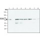 ANTI-DCLK1, ANTIBODY PRODUCED IN RABBIT& ~1.5 mg/mL, affinity isolated antibody,