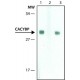 Monoclonal Anti-CACYBP antibody produced in mouse, ~1.0 mg/mL, clone CABP7, purified immunoglobulin,