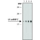 Monoclonal Anti-U1 snRNP C (U1C) antibody produced in rat, ~1.0 mg/mL, clone 4H12, purified immunoglobulin,