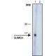Monoclonal Anti-Sumo-1, ~1.0 mg/mL, clone 4D12, purified immunoglobulin,