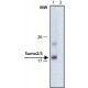 Monoclonal Anti-Sumo-2/3, ~1.0 mg/mL, clone 3H12, purified immunoglobulin,