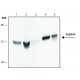 Monoclonal Anti-Septin 9 antibody produced in rat, ~1.0 mg/mL, clone Clone 1A6C2,