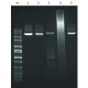 JUMPSTART ACCUTAQ LA DNA POLYMERASE Hot-start high fidelity Taq enzyme, 10X buffer included,