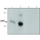 Monoclonal Anti-C/EBPbeta antibody produced in rat, ~1.0 mg/mL, clone 7H5, purified immunoglobulin,