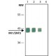 Monoclonal Anti-INI1/SNF5 antibody produced in mouse, ~1.0 mg/mL, clone 2C2, purified immunoglobulin,
