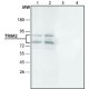 ANTI-TRIM2, ANTIBODY PRODUCED IN RAB& ~1.5 mg/mL,