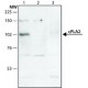 ANTI-PHOSPHOLIPASE A2 (CPLA2), ANTIBODY& ~1.5 mg/mL, affinity isolated antibody,