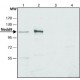 ANTI-NEDD9, ANTIBODY PRODUCED IN RABBIT& ~1.5 mg/mL, affinity isolated antibody,