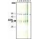 Monoclonal Anti-E2F6 antibody produced in mouse, ~1.0 mg/mL, clone TFE61, purified immunoglobulin, buffered aqueous solution,
