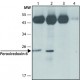 ANTI-PEROXIREDOXIN 6 (N-TERMINAL) ~1.0 mg/mL, affinity isolated antibody, buffered aqueous solution,