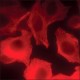 ANTI-MOUSE IGG (H+L), CF640R ~2 mg/mL, affinity isolated antibody,