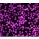 ANTI-MOUSE IGG (H+L), CF660C ~2 mg/mL, affinity isolated antibody,