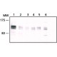 ANTI-EIF4ENIF1 affinity isolated antibody, buffered aqueous solution,