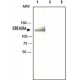 ANTI-AXIN1 (C-TERMINAL REGION) ~2.5 mg/mL, affinity isolated antibody, buffered aqueous solution,