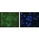 ANTI-EIF4ENIF1 (N-TERMINAL) affinity isolated antibody, buffered aqueous solution,