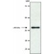 ANTI-PARAOXONASE 1 (PON1) ~1 mg/mL, affinity isolated antibody, buffered aqueous solution,