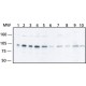 ANTI-EZH2 (N-TERMINAL) IgG fraction of antiserum, buffered aqueous solution,