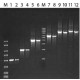JUMPSTART(TM) REDTAQ(R) READYMIX(TM) REA for PCR,
