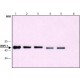 ANTI-WIPI-1 (C-TERMINAL) ~1.0 mg/mL, affinity isolated antibody, buffered aqueous solution,