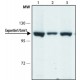 ANTI-EXPORTIN 1/CRM1 (C-TERMINAL) ~1.0 mg/mL, affinity isolated antibody, buffered aqueous solution,