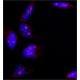Monoclonal Anti-B23 antibody produced in mouse, clone FC82291, purified immunoglobulin, buffered aqueous solution,