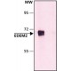 ANTI-EDEM2 (N-TERMINAL) ~1.0 mg/mL, affinity isolated antibody, buffered aqueous solution,