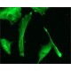 Monoclonal Anti-beta-Tubulin-FITC antibody produced in mouse, clone TUB 2.1, purified immunoglobulin, buffered aqueous solution,