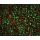 Monoclonal Anti-Proliferating Cell Nuclear Antigen antibody produced in mouse, clone PC 10, ascites fluid,