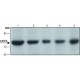 ANTI-CSTF3 (N-TERMINAL) IgG fraction of antiserum, buffered aqueous solution,