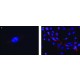 ANTI-FMR1 (C-TERMINAL) ~1.0 mg/mL, affinity isolated antibody, buffered aqueous solution,