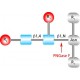 PNGASE F FROM FROM ELIZABETHKINGIA MENIN 